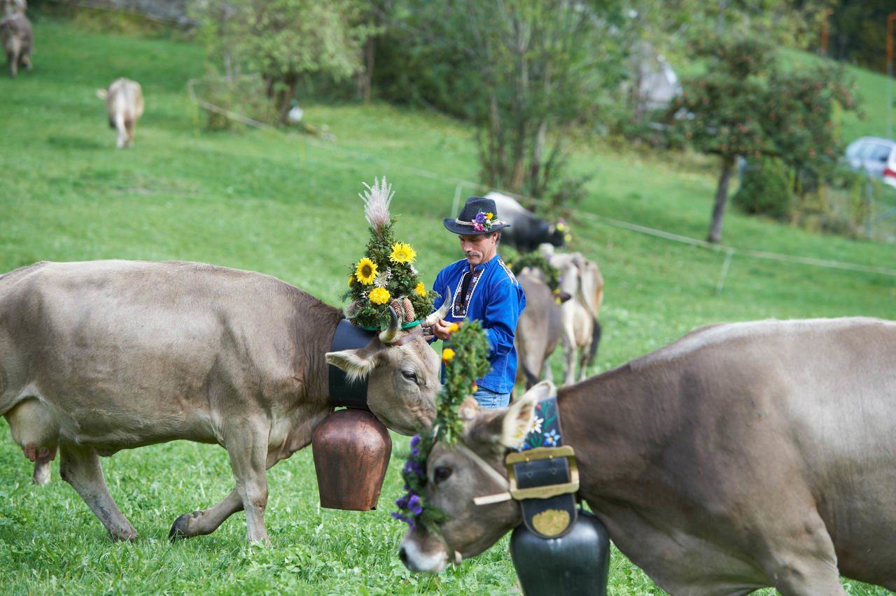 Cattle Drive Vacation in Switzerland