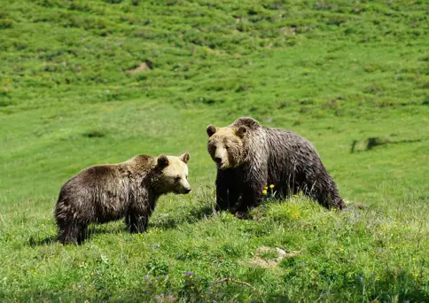 ©Stiftung Arosa Bären Vier Pfoten 01